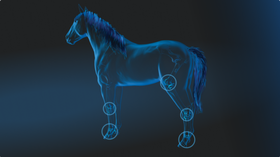 Glowing blue horse illustration with callout circles highlighting key joint anatomy on all four limbs.