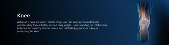 Anatomic representation of the knee, including the bones and musculature, surrounded by a blue aura.