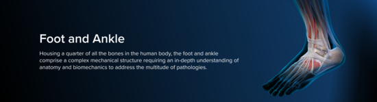 Anatomic representation of the foot and ankle, including the bones and musculature, surrounded by a blue aura.