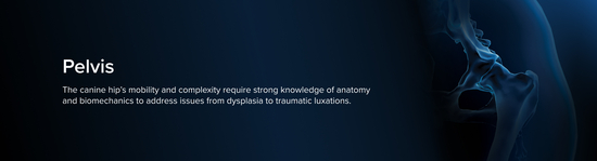 Medical representation of a small animal pelvis surrounded by a blue aurua next to the title "Pelvis" and a short description of canine hip pathologies.