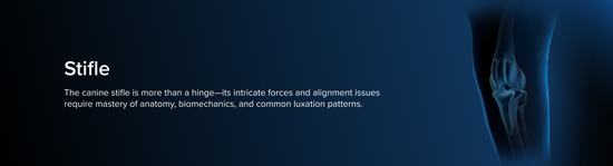 Medical representation of a small animal stifle surrounded by a blue aura next to the title "Stifle" and a short description of the joint.