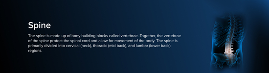 Illustration of the lower torso of a human male, somewhat transparent and with a blue aura. The bony anatomy of the spine is in focus.